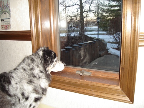 dogs-at-window-001
